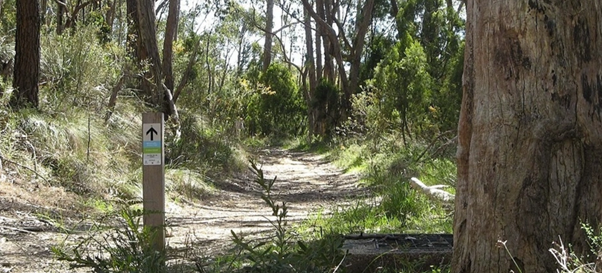 A track walking through the Australian bush with a wooden trail maker post
